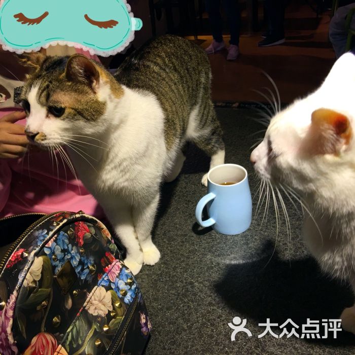 cat eyes猫咪咖啡馆-图片-上海美食-大众点评网