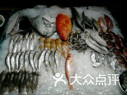 最爱 英歌鱼 斗枪鱼