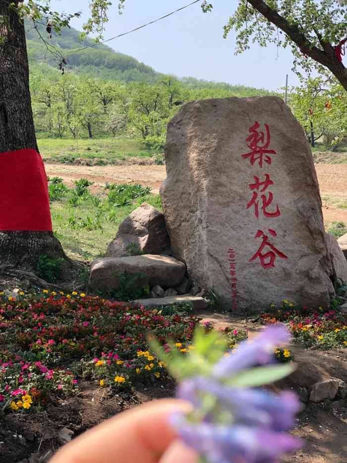 抚顺梨花谷风景区