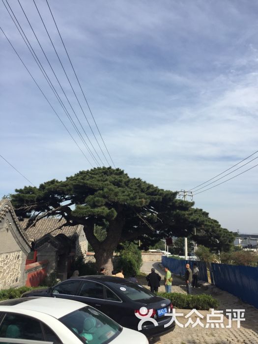 耳营民俗旅游村-大松树全貌图片-北京生活服务-大众