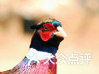 跟着学唱呼伦贝尔大草原曲谱(2)