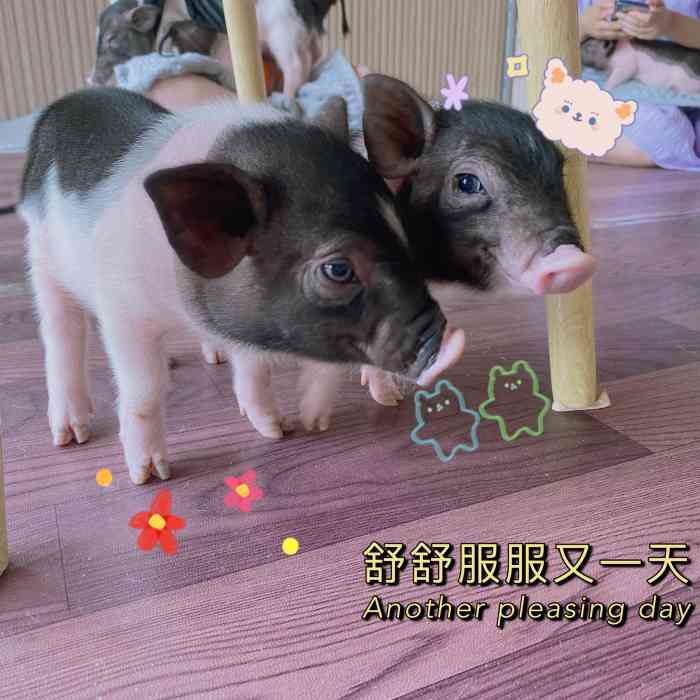 「meet swine 社会猪·猪咖」