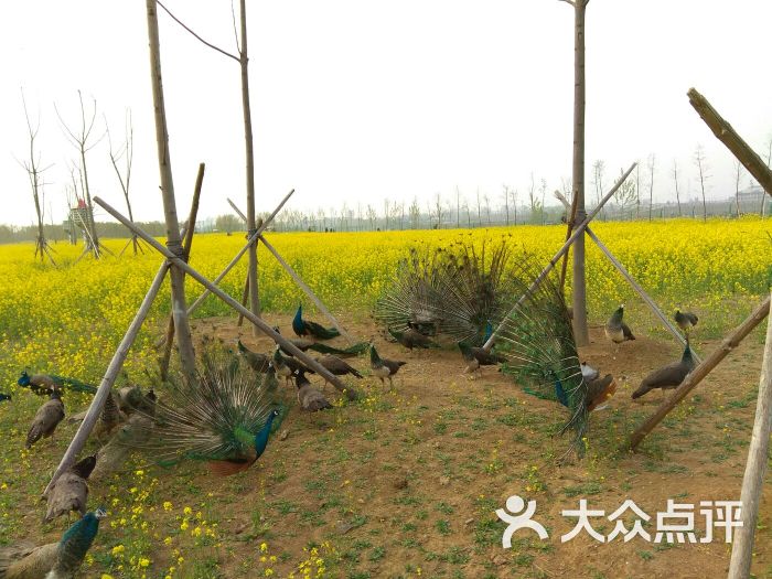 双龙湖观鸟园孔雀开屏图片 第14张