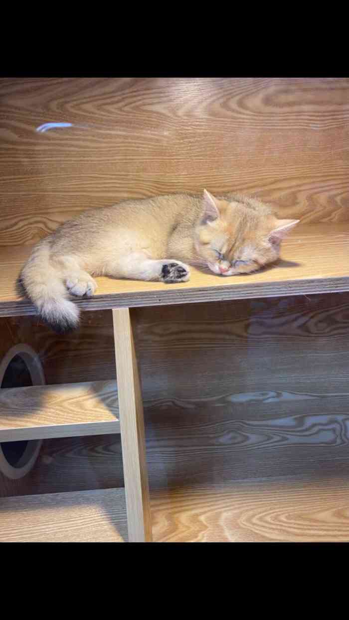 猫福瑞平价健康猫舍布偶金渐层