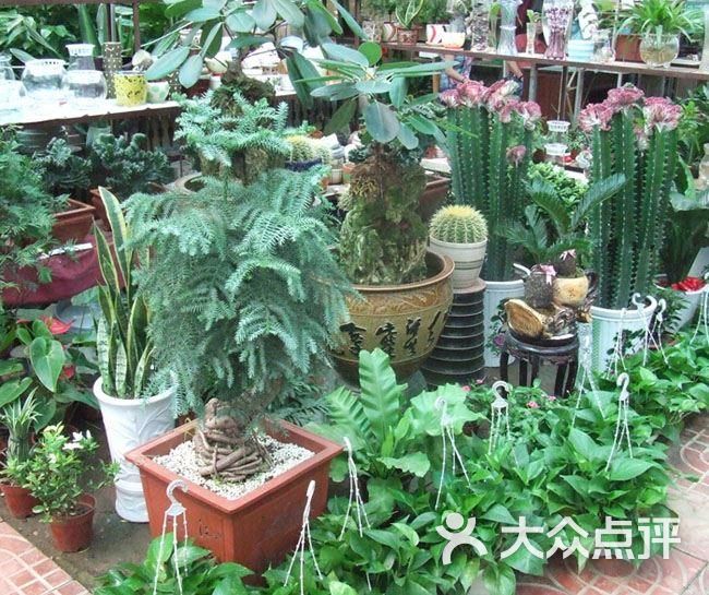 花卉市场-图片-郑州购物-大众点评网