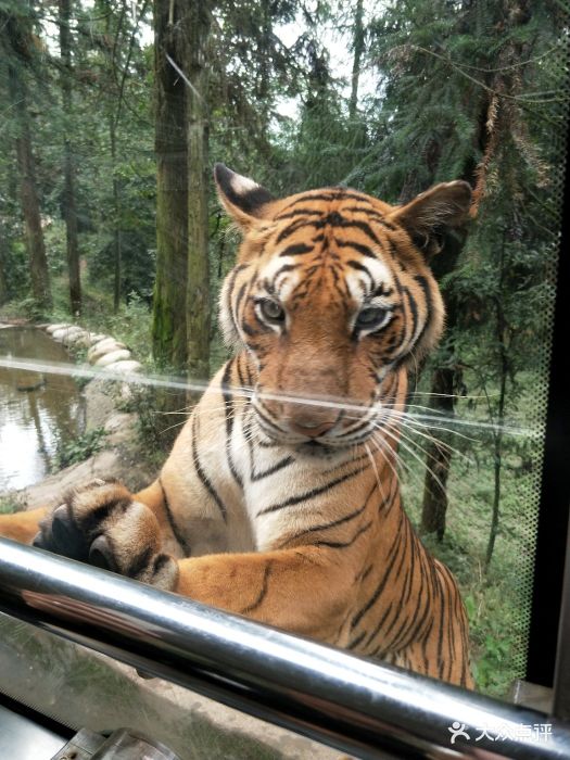 碧峰峡野生动物园投食车喂老虎图片