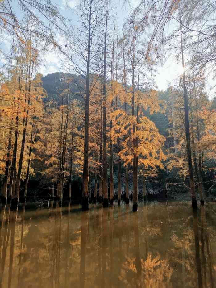 雪窦岭水杉林