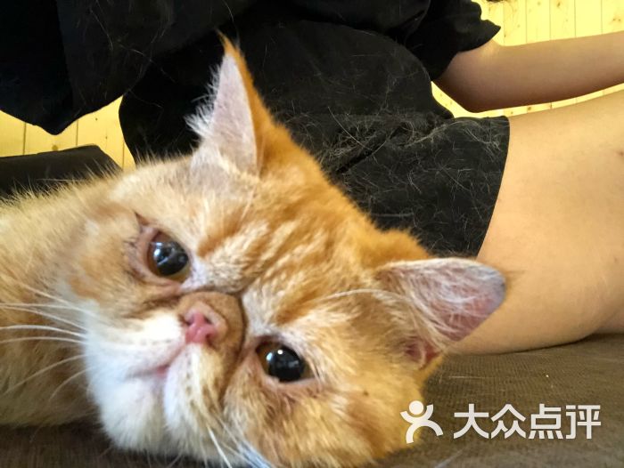 猫咪陪你江南一品咖啡馆图片 第7张