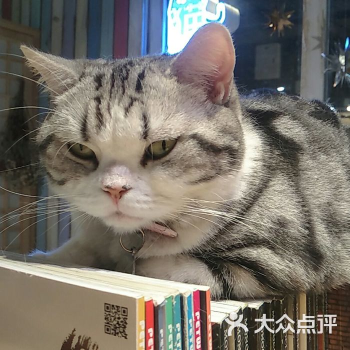 小时光猫语时光咖啡书吧