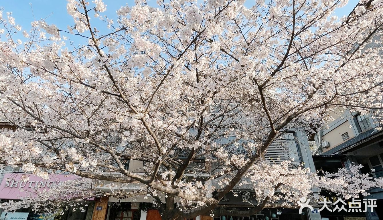 春日樱花限定‖信义坊樱花王开了