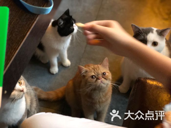 猫咪喵咪咖啡屋猫咖图片 第22张