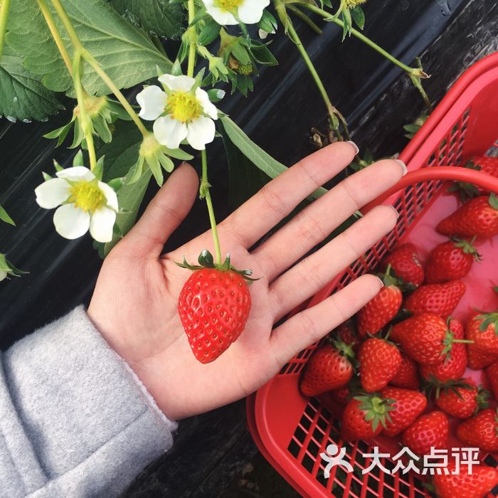 方圆生态草莓采摘园