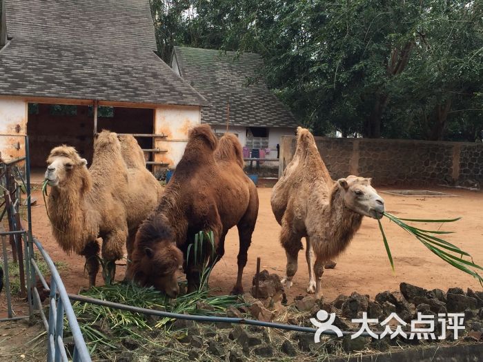 金牛岭动物园-图片-海口周边游-大众点评网