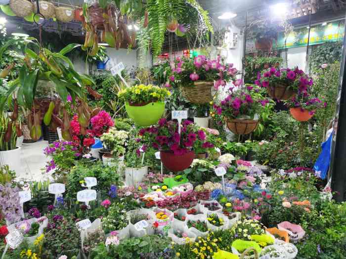 宝丰花鸟市场卜蜂莲花店