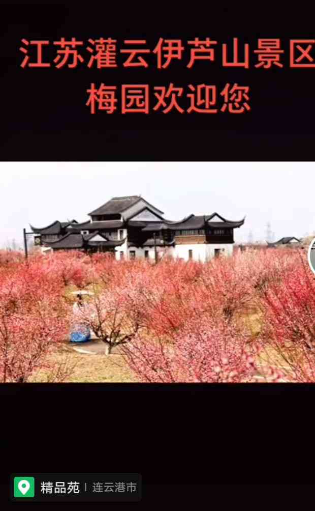 伊芦山梅园-"伊芦山梅园位于江苏省灌云县伊芦山景区,是.