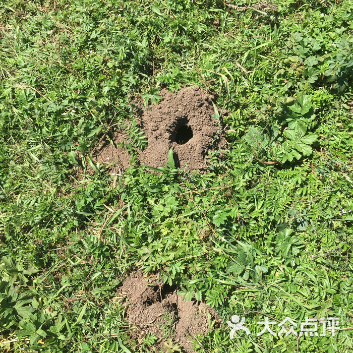 地鼠洞                 喜欢你,没商量           魔狼狂舞
