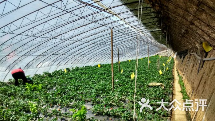 杨城寨采摘基地(杨城寨草莓采摘协会)-图片-沈