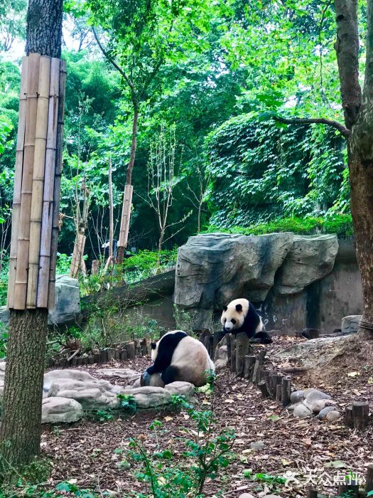 大熊猫繁育研究基地图片