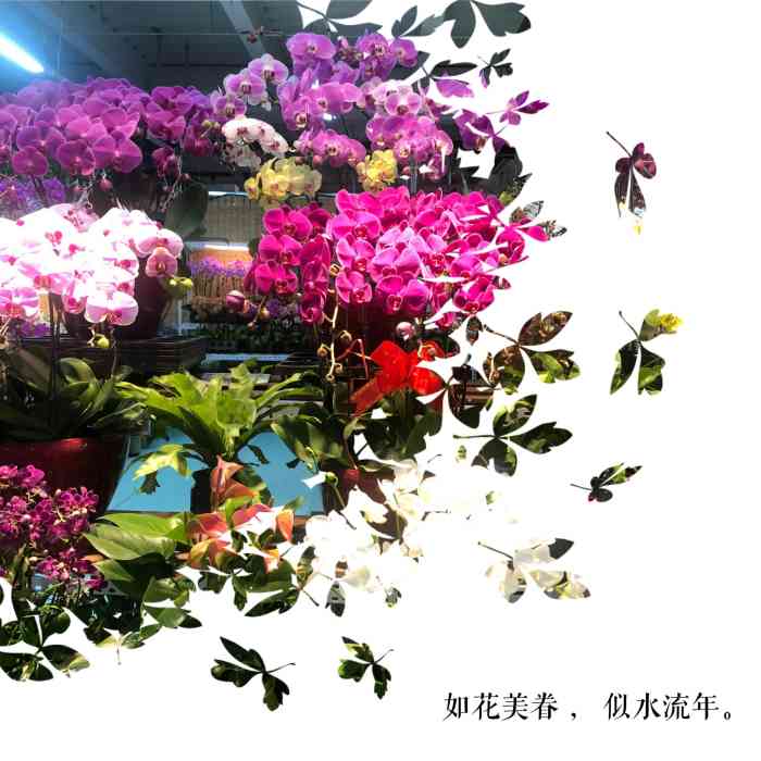 蟹岛国际花卉-"雾霾天,还是花卉市场赏花吧90 蟹岛.