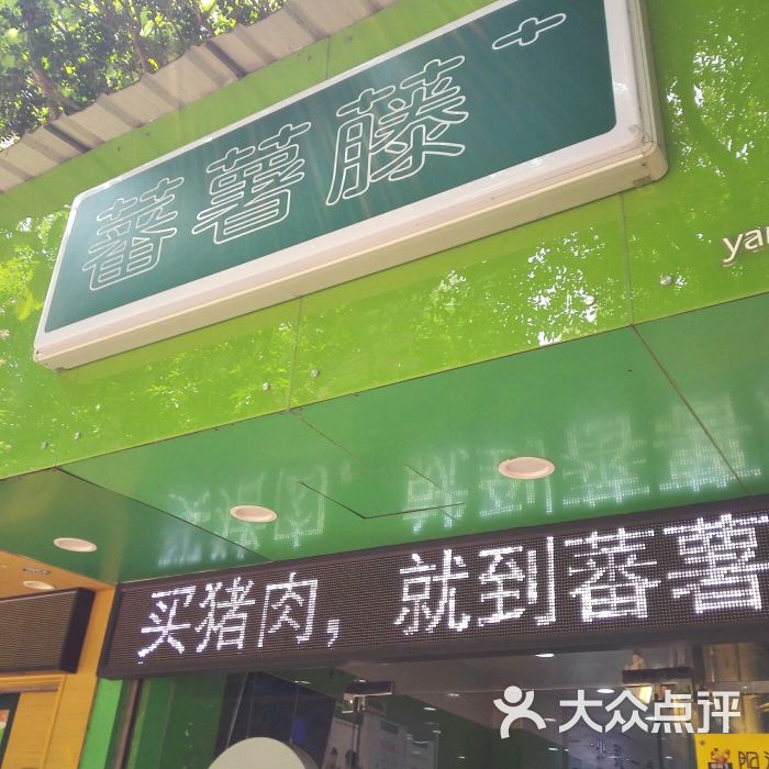 蕃薯藤图片 第1张