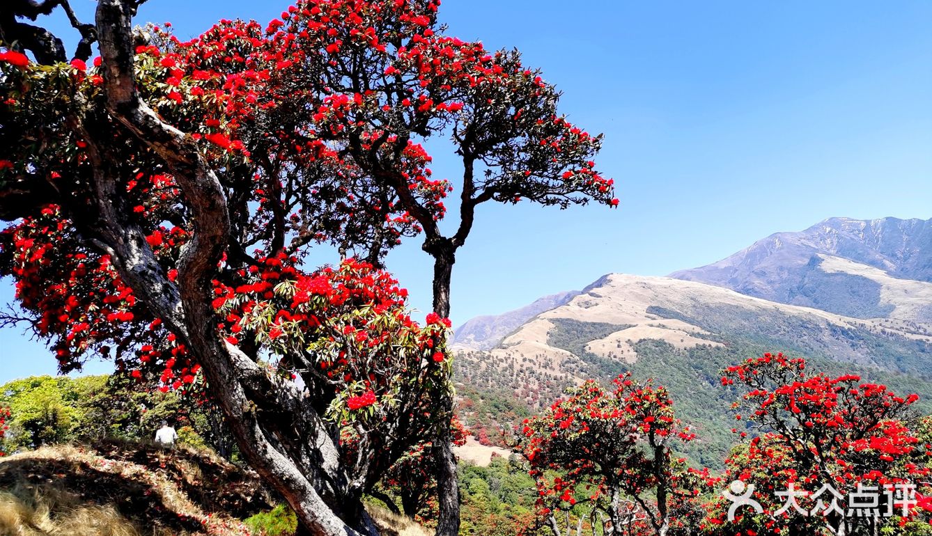 大理苍山杜鹃花