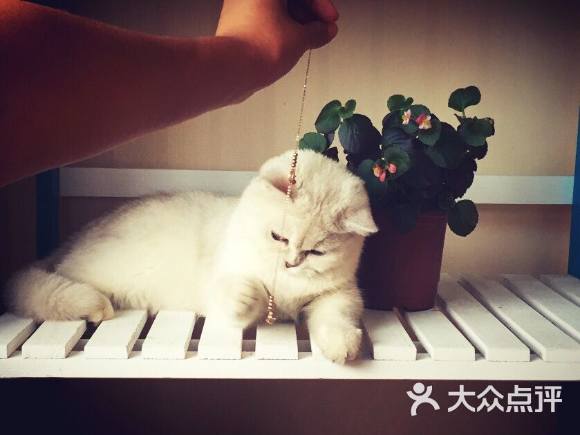 喵先森猫咪主题咖啡馆-图片-银川美食-大众点评网