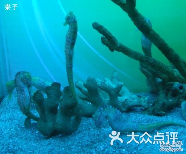 上海长风海洋世界小小滴海马~图片 - 第16875张