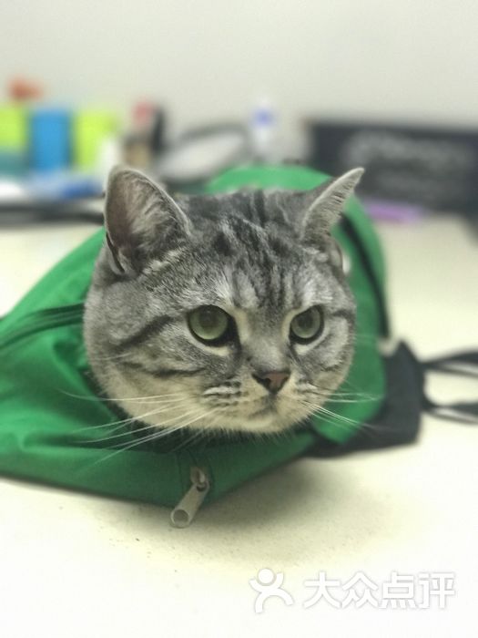 爱侣宠物医院(安琦尔分院)