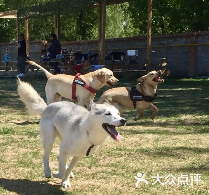 菩提树下宠物乐园-图片-北京宠物-大众点评网