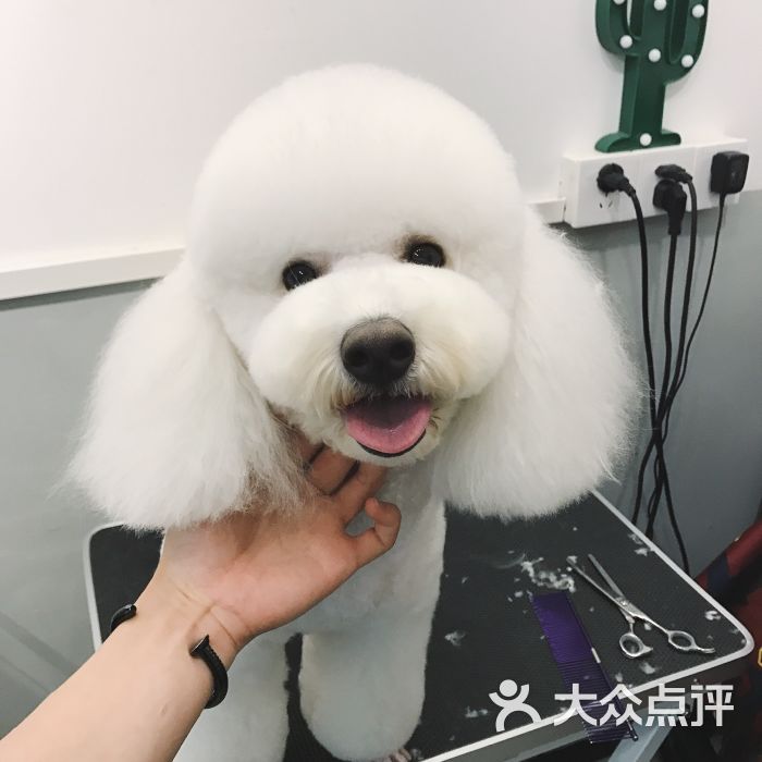 poppy宠物美容上传的图片