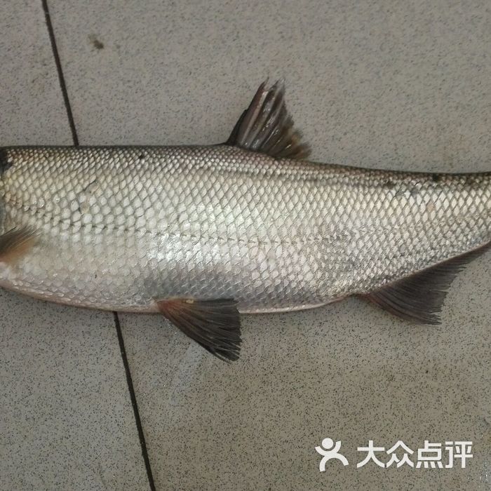 美西翘壳鱼庄
