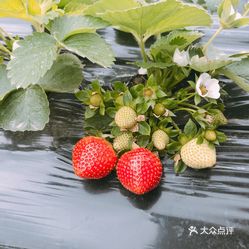 【欢乐草莓园】电话,地址,价格,营业时间(图) - 