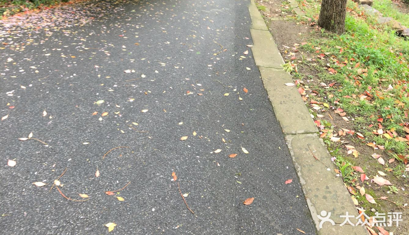 可能是早上还在下雨的原因人不是很多去了茶园