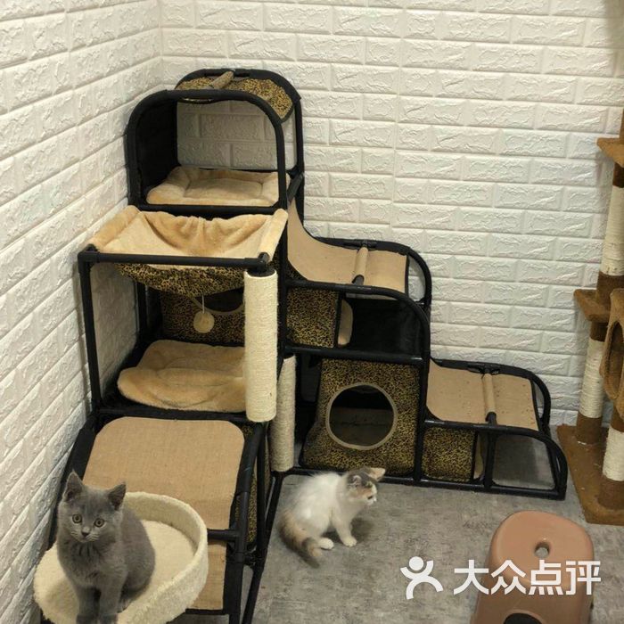 猫库轰趴馆