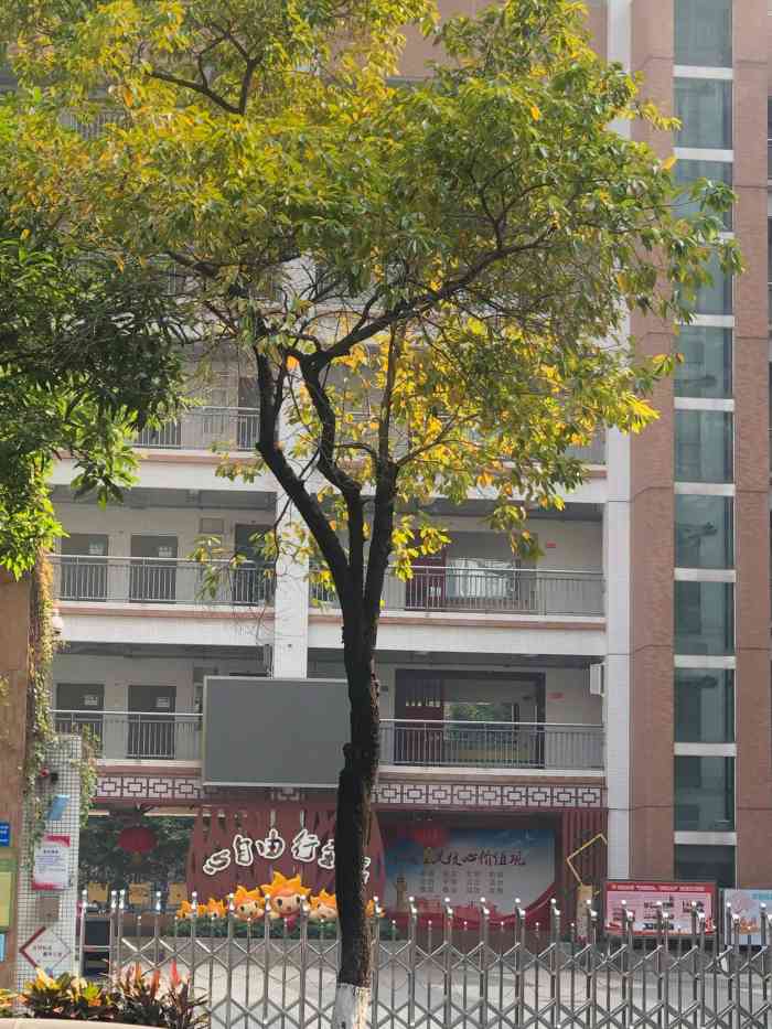 华阳小学华成校区