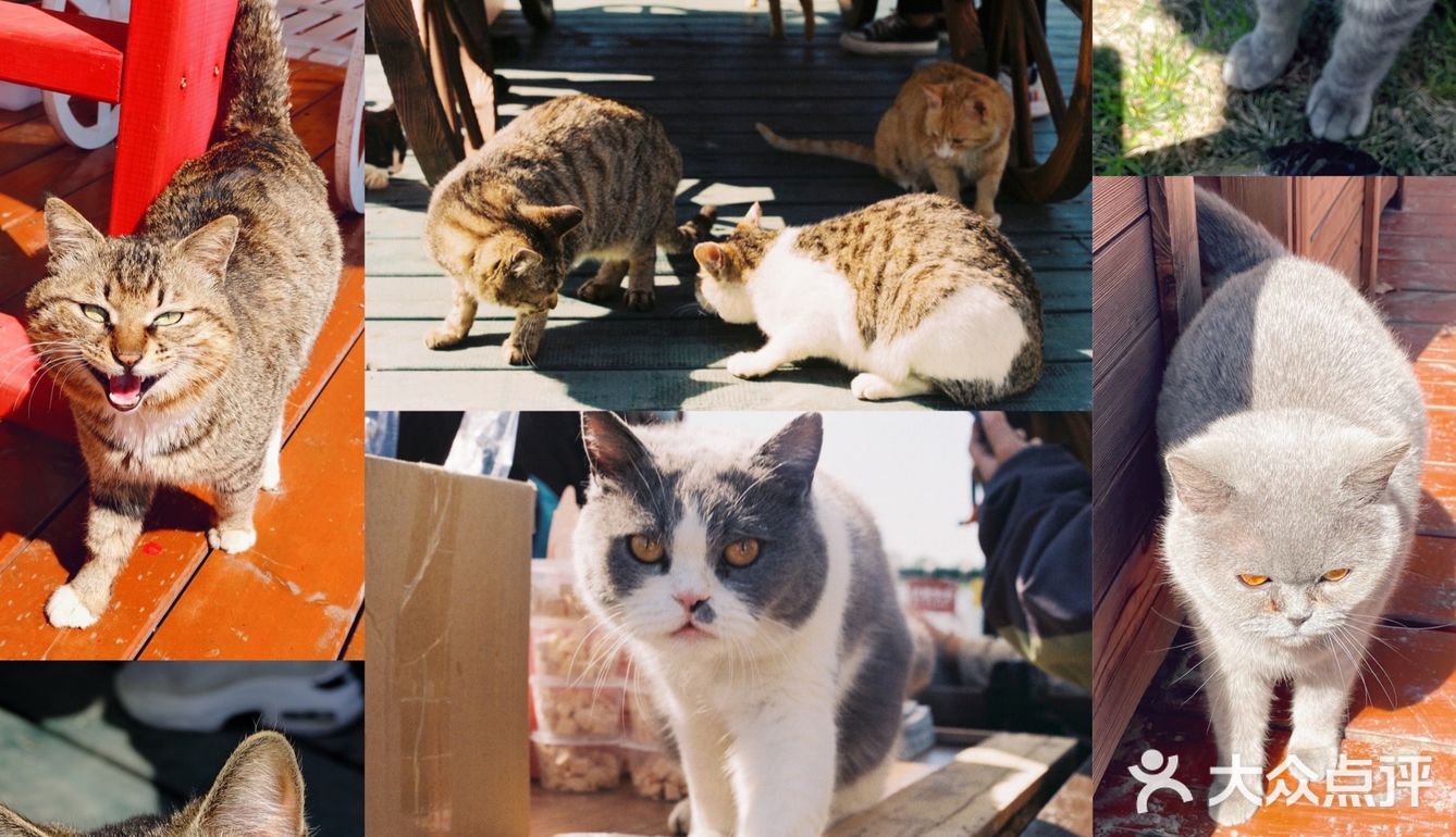 淮安旅游除日本猫岛以外吸猫自由的肥猫岛