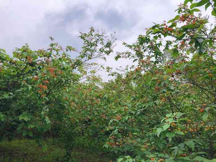 璧山云雾山樱桃采摘基地