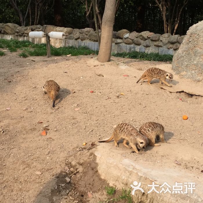 上海野生动物园