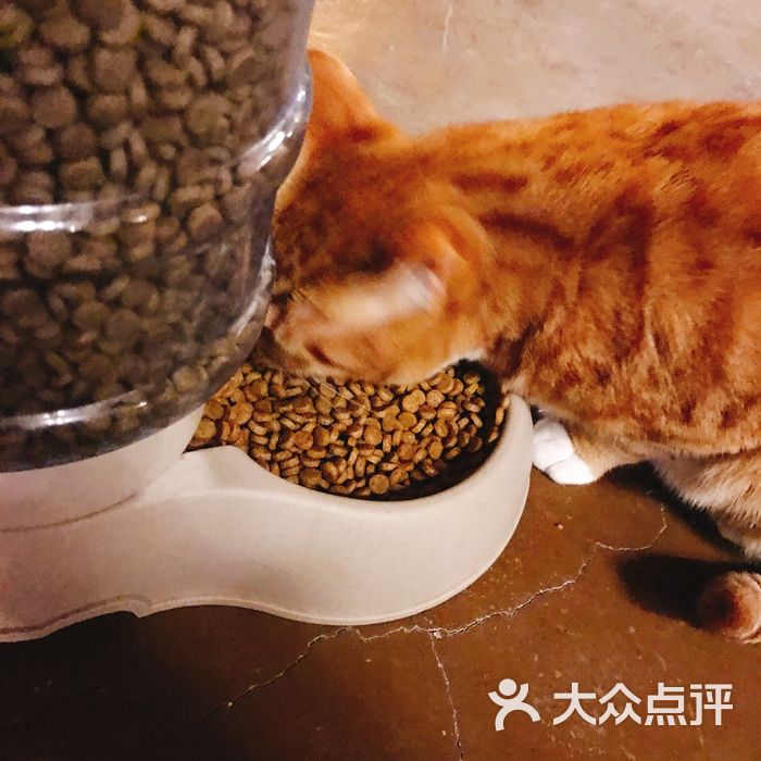 不思议的猫花园猫咪咖啡名猫馆