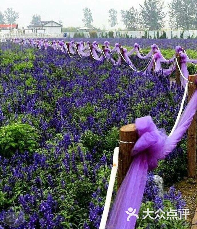 紫海香田薰衣草庄园图片 - 第9张