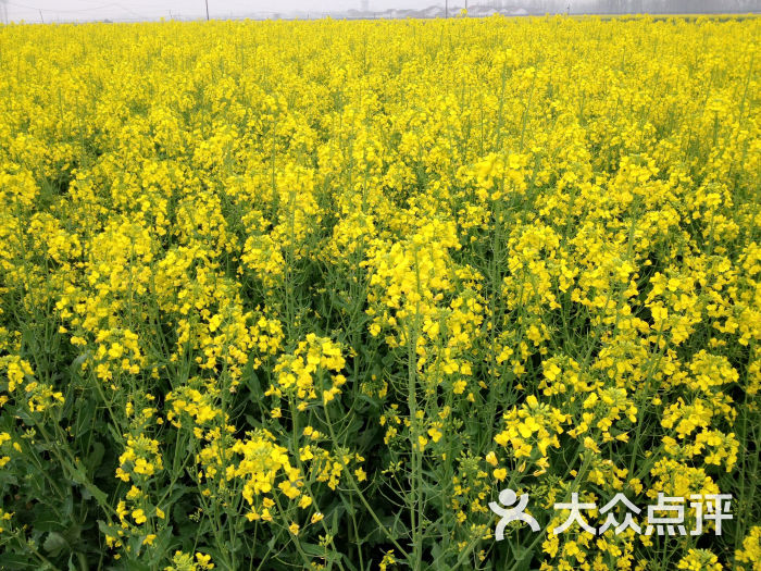 皇塘花海图片 第9张