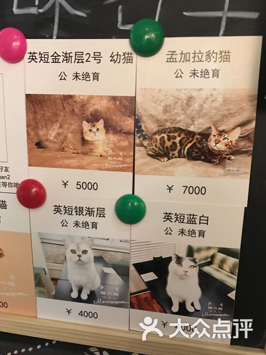 猫小院猫主题餐厅(北锣店)的点评