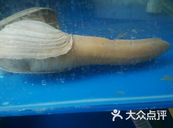 鱼悦亭象拔蚌图片 - 第956张