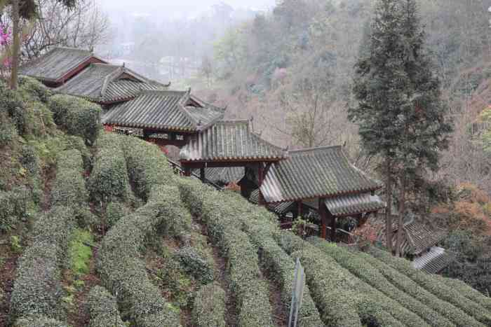 青城道茶观光园"青城山前不远处有个道观茶园,可以免费爬山.