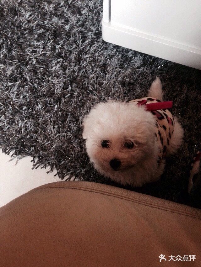 人昧着良心说话,钟医生那里.-和平动物医院-成