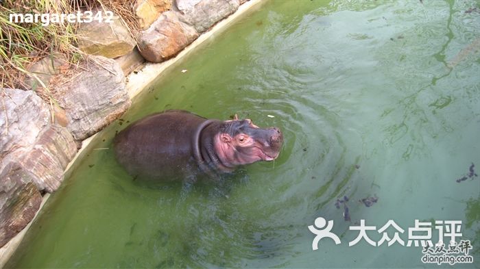上海动物园河马图片 - 第27张