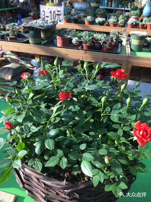 徐州植物园花卉奇石市场图片