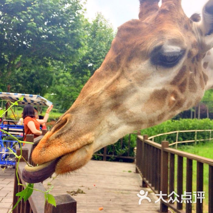 上海野生动物园