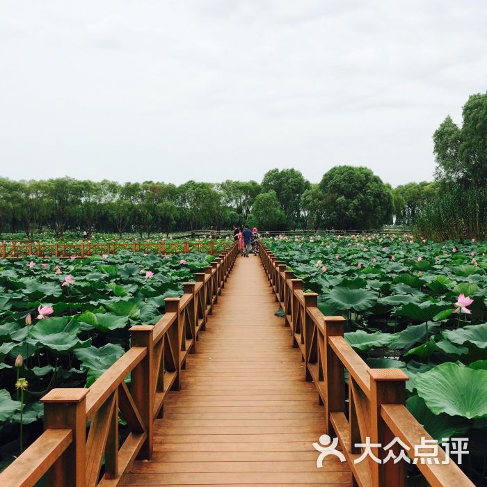 洪湖生态旅游风景区图片 - 第6张