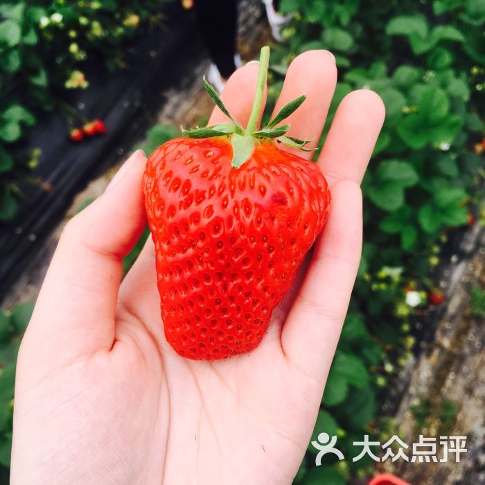 龙哥草莓园图片 第3张